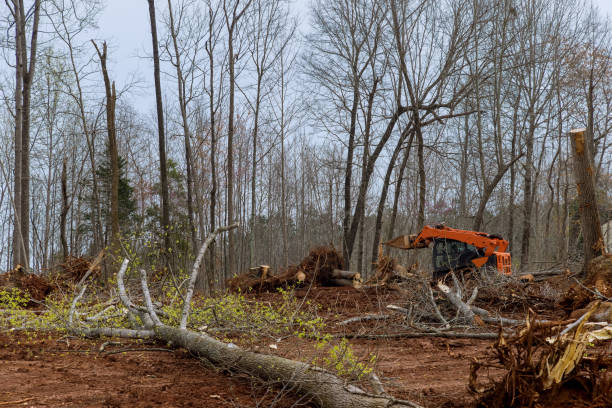 How Our Tree Care Process Works  in  Pimmit Hills, VA